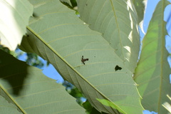 Atrijuglans hetaohei