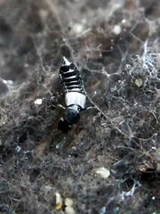 Anotylus rugosus
