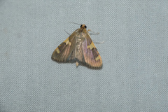 Rehimena