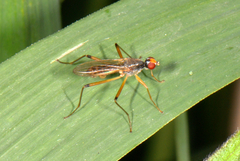 Neria commutata