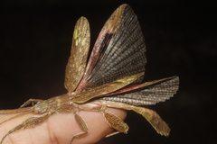 Prisopus berosus