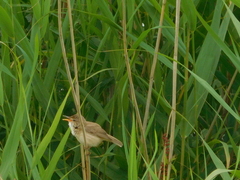Acrocephalus scirpaceus