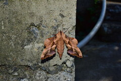 Phyllosphingia dissimilis