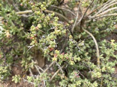 Ruschia cradockensis