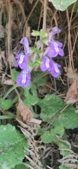 Salvia forskaehlei