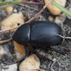 Pentodon idiota