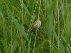 Acrocephalus scirpaceus