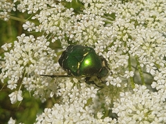 Cetonia aurata