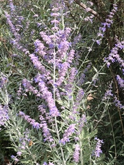 Salvia yangii