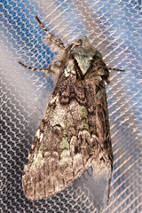 Macrurocampa marthesia