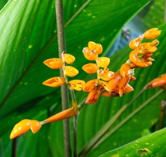 Stromanthe stromanthoides