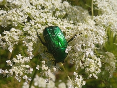 Cetonia aurata