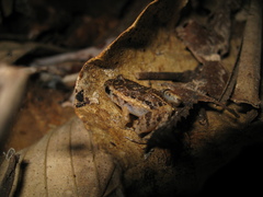 Adenomera hylaedactyla