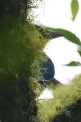 Momotus aequatorialis