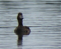 Aythya fuligula
