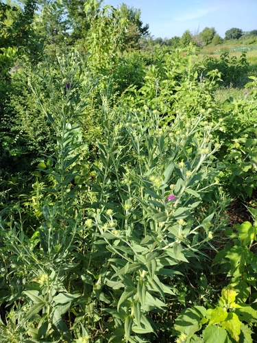 Image of Vernonia arkansana by no rights reserved