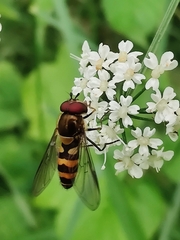 Parasyrphus lineolus