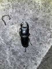 Dorcus grandis formosanus