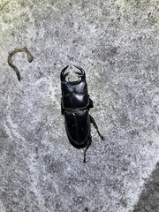 Dorcus grandis formosanus