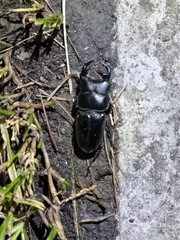 Dorcus grandis formosanus