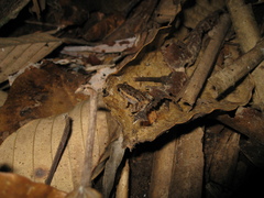 Adenomera hylaedactyla