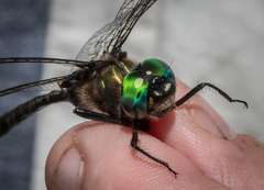 Somatochlora cingulata