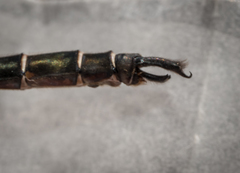 Somatochlora cingulata