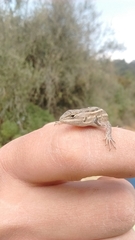 Sceloporus subniger