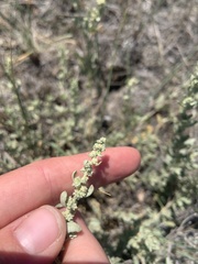 Atriplex nuttallii