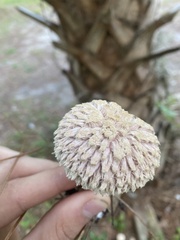 Boletellus ananas image