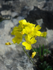 Draba hispida