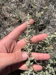 Atriplex nuttallii