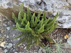Polystichum lemmonii