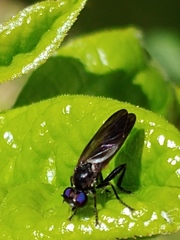 Eudioctria