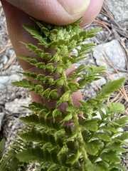 Polystichum lemmonii