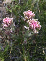 Castilleja pilosa pilosa