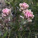 Parrothead Indian Paintbrush - Photo (c) Kaitlin Backlund, some rights reserved (CC BY-NC-ND), uploaded by Kaitlin Backlund
