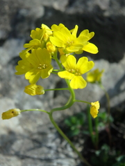 Draba hispida