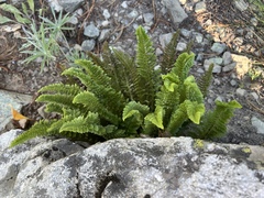 Polystichum lemmonii