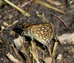 Dardarina dardaris