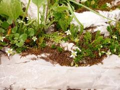 Moehringia ciliata