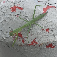 Mantidae