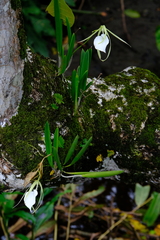 Brassavola nodosa