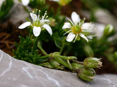 Moehringia ciliata