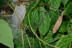 Portia labiata