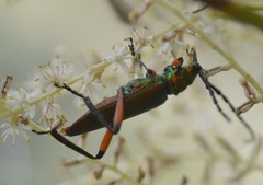 Plinthocoelium suaveolens