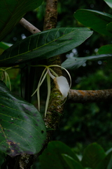 Brassavola nodosa
