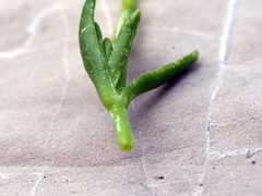 Moehringia ciliata