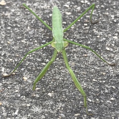 Mantidae