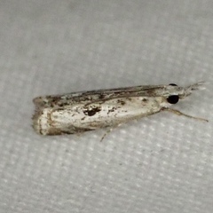 Microcrambus kimballi